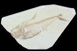 Bargain, Diplomystus Fossil Fish - Wyoming #101042-1